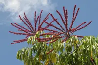 Australian Umbrella Tree (Heptapleurum actinophyllum) plant