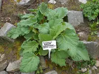 Rheum spiciforme