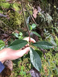 Peperomia acuminata