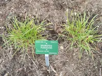 hairy woodland brome