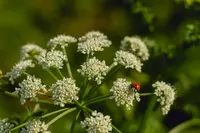 Parapimpinella siifolia (Parapimpinella siifolia) plant