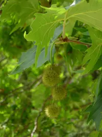 Oriental Plane
