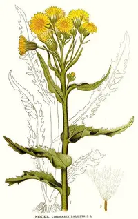 marsh fleabane (Tephroseris palustris) plant
