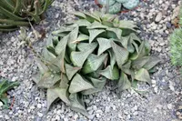 Haworthia retusa
