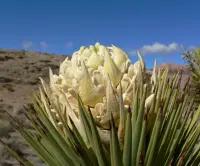 Joshua tree (Yucca brevifolia) plant
