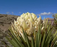 Joshua tree (Yucca brevifolia) plant