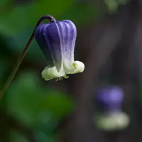 bluebill (Clematis pitcheri) plant