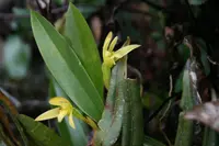 Maxillaria porrecta
