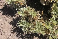 Acaena splendens (Acaena splendens) plant