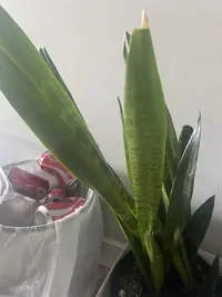 Snake plant photo by a Botan App user
