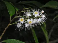dark-spotted cherry