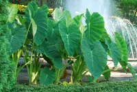 Colocasia esculenta 'Jack's Giant' plant