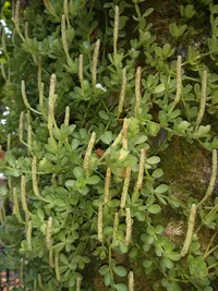 Peperomia berlandieri