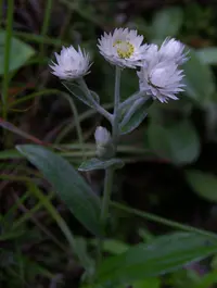 Anaphalis nepalensis (Anaphalis nepalensis) plant