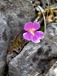Pinguicula debbertiana