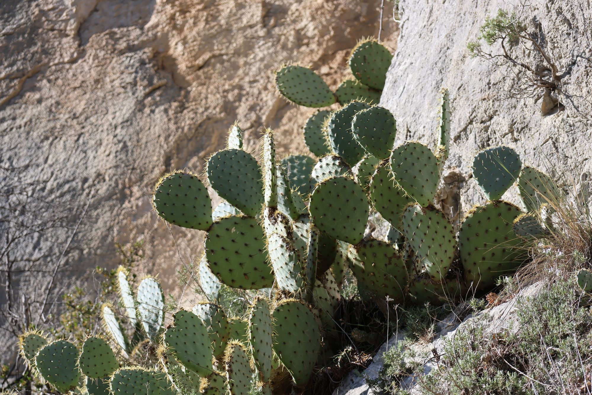 Thorny Plants - Prickly Pear Cactus