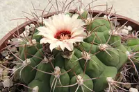 Gymnocalycium pflanzii