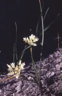 textile onion