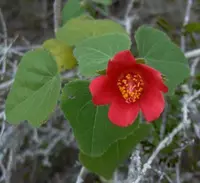 heartleaf rosemallow (Hibiscus martianus) plant