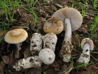 springtime amanita