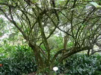 Punjab fig