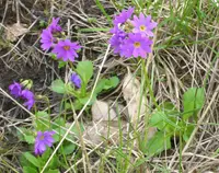 wedgeleaf primrose (Primula cuneifolia) plant