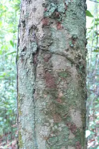 pajurá