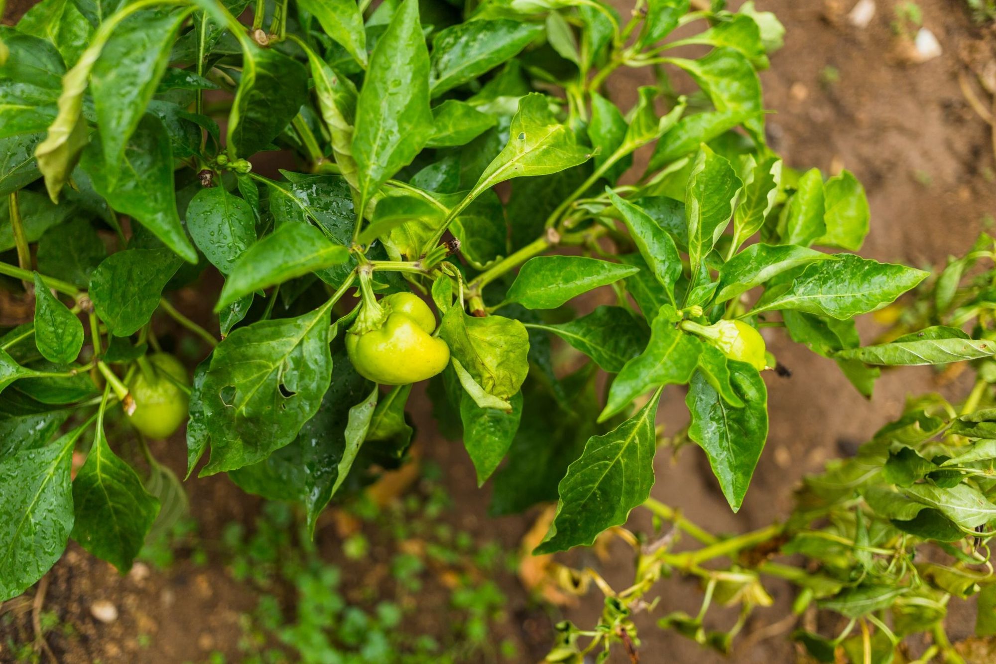 Peppers