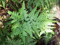Giant maidenhair fern