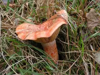 saffron milkcap