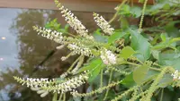 Sweet Almond Bush