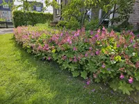 Bigroot geranium