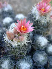 carpet foxtail cactus