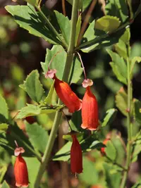 Bush Honeysuckle