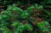 Koyamaki (Sciadopitys verticillata) plant