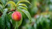 Dwarf Peach