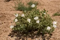 hedgehog pricklypoppy (Argemone squarrosa) plant