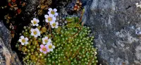 Saxifraga erioblasta outdoor
