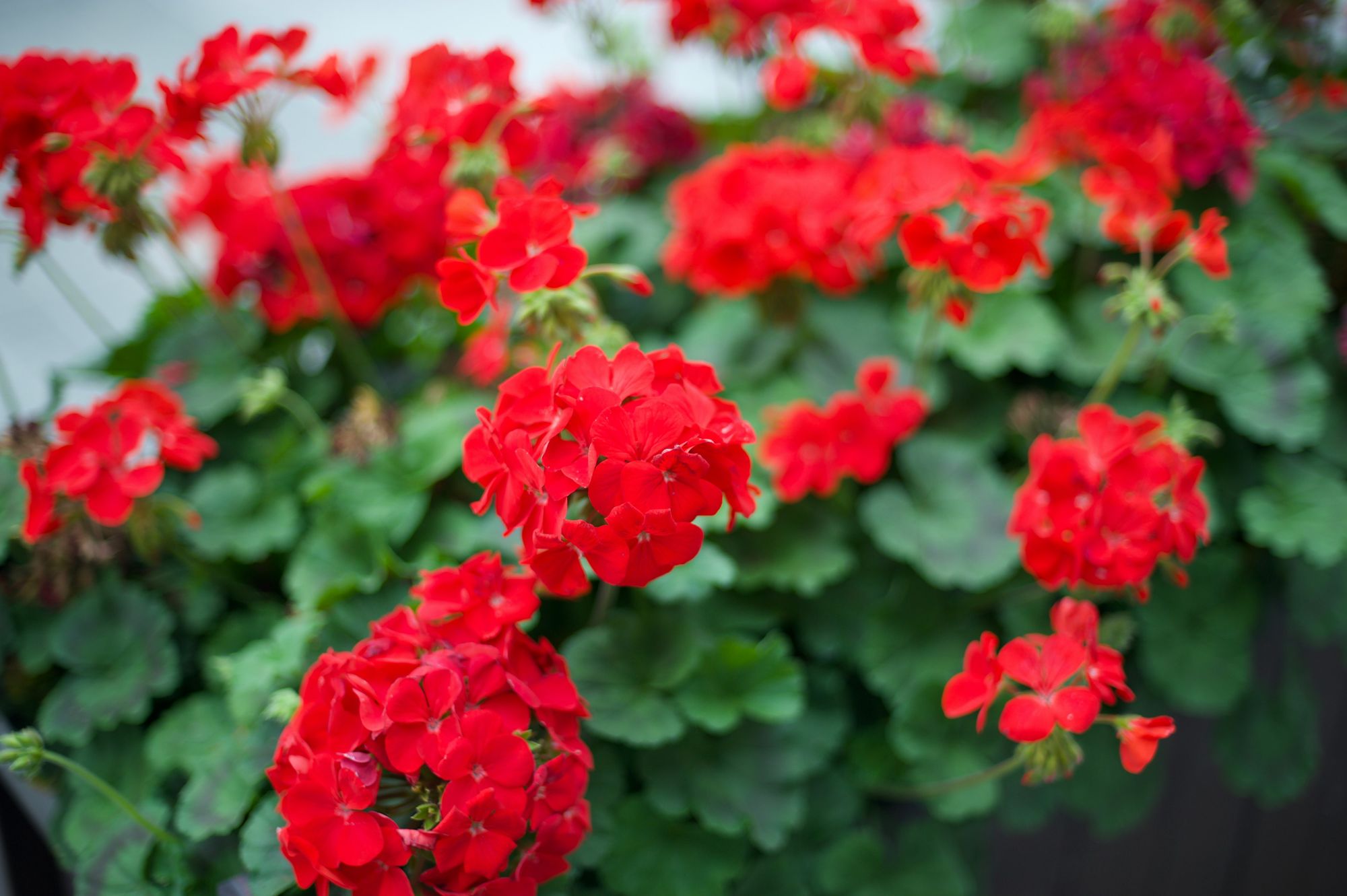 10 Easy Garden Flowers to Grow - Horseshoe geranium