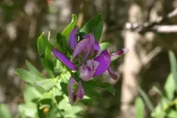 Sweet pea shrub