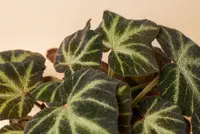 Philodendron gloriosum (Philodendron gloriosum) plant