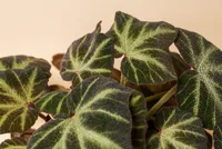 Philodendron gloriosum (Philodendron gloriosum) plant