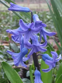 Hyacinth (Hyacinthus orientalis) plant