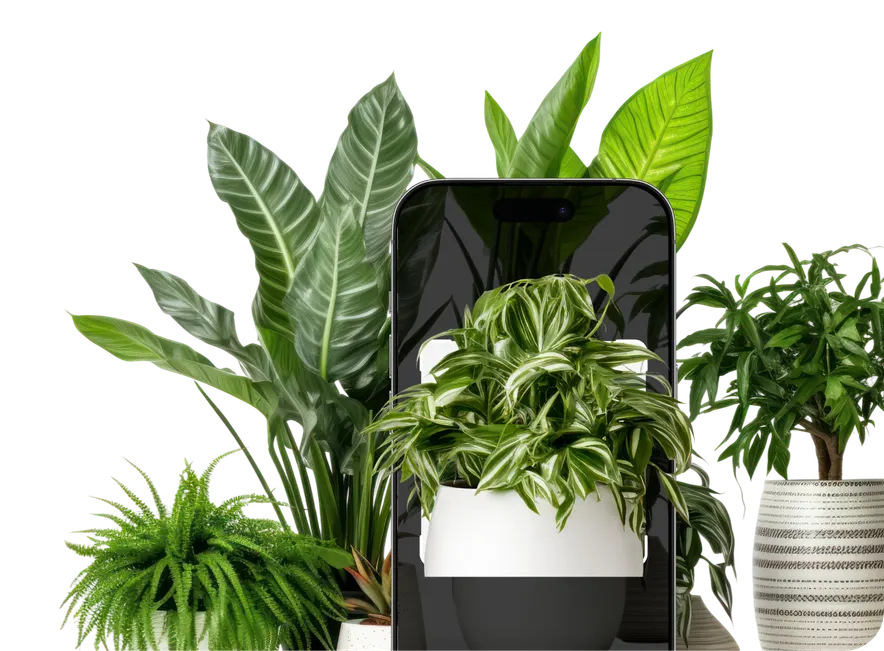 Houseplant Identification by Picture – Hero