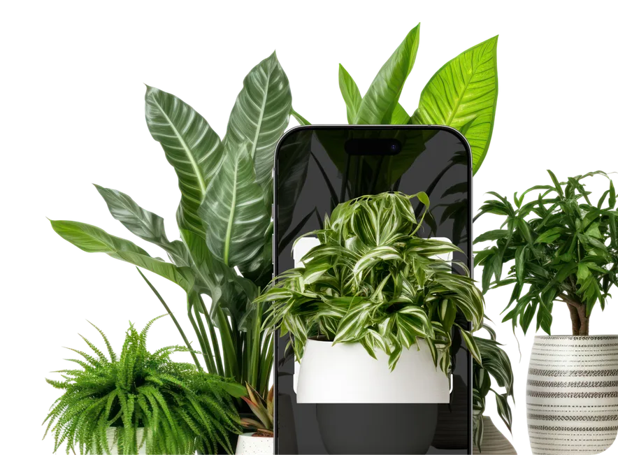 Houseplant Identification by Picture – Hero
