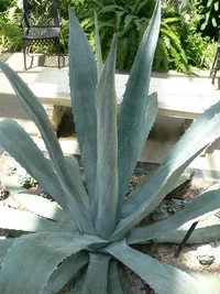 Century plant (Agave americana) plant
