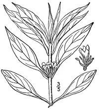 yellowfruit horse-gentian