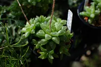 Windowpane Haworthia