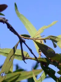 small-fruited mock olive (Notelaea microcarpa) plant