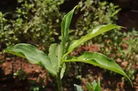fiery costus